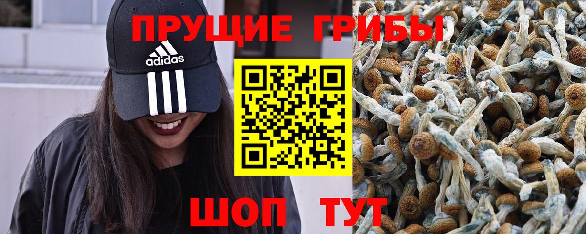 Галлюциногенные грибы Psilocybine cubensis Усть-Илимск
